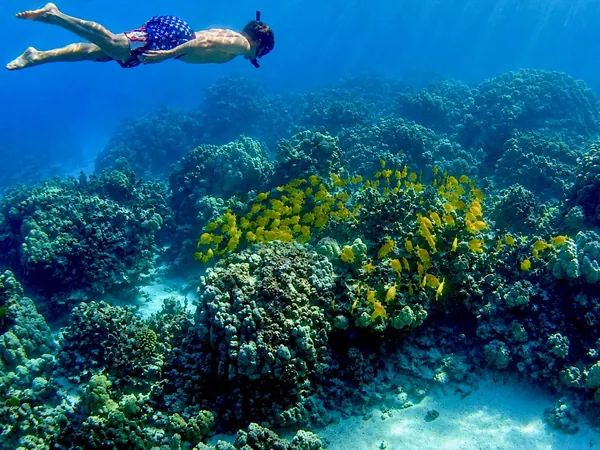 Snorkeling above a Hawaiian reef