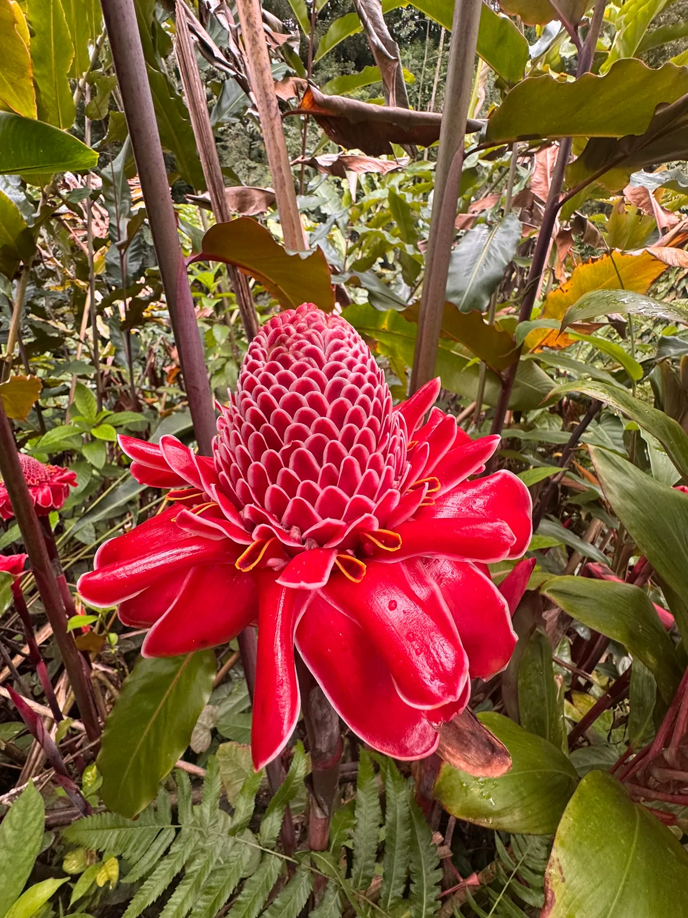 Hawaii — photograph 13