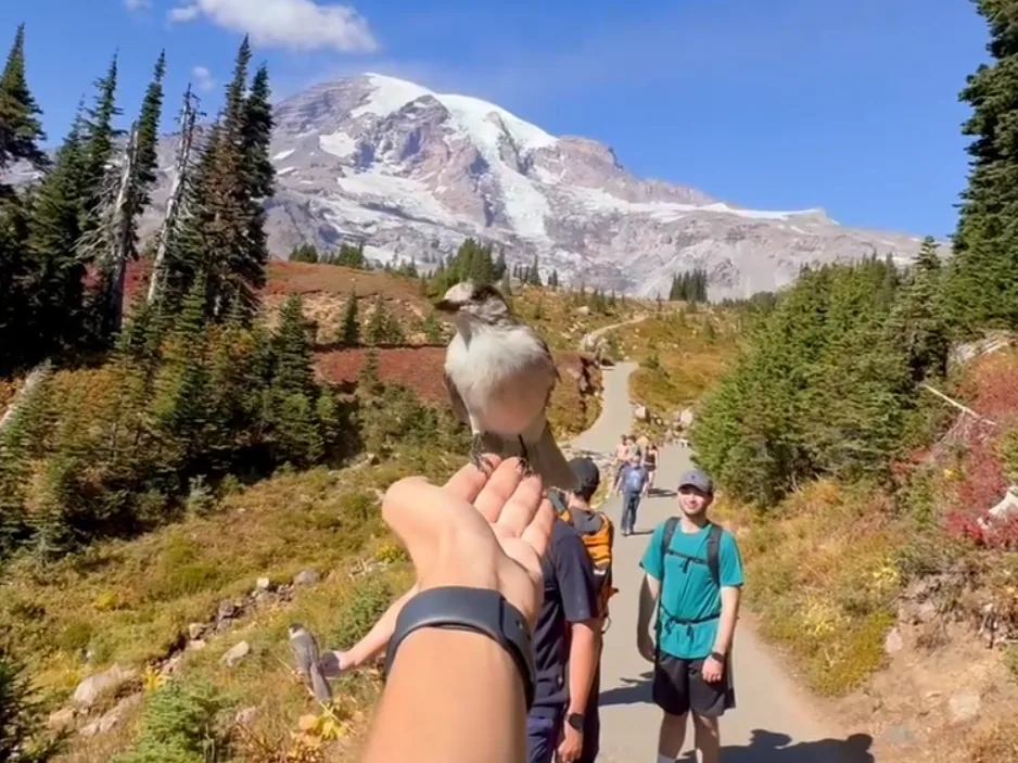 After-school Rainier trip — photograph 8