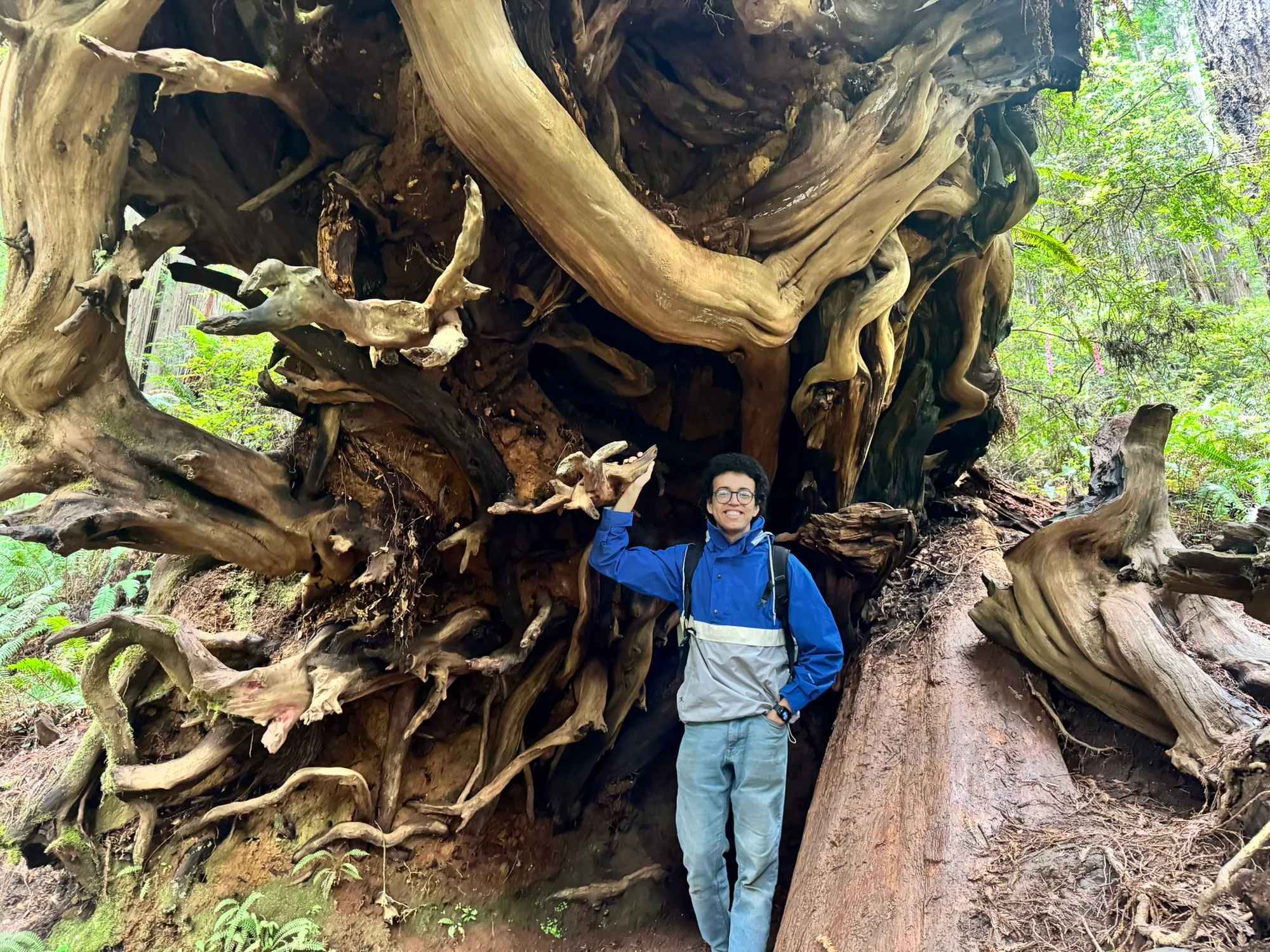 Redwoods — photograph 7