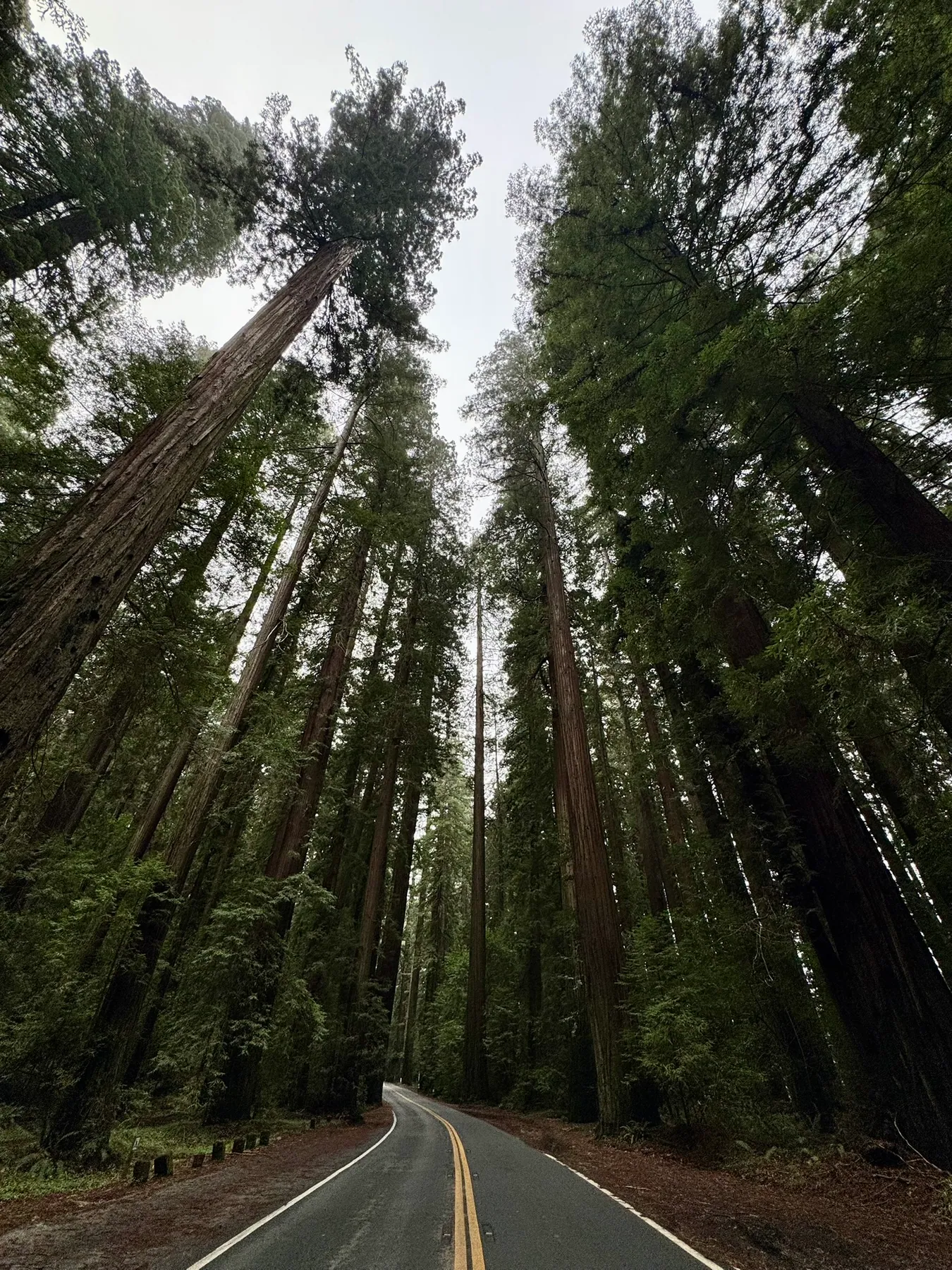Redwoods — photograph 1