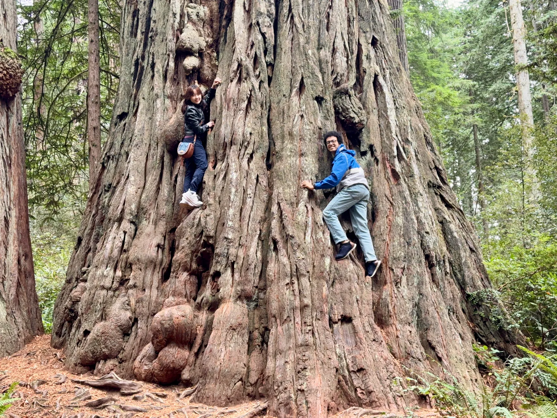 Redwoods — photograph 2