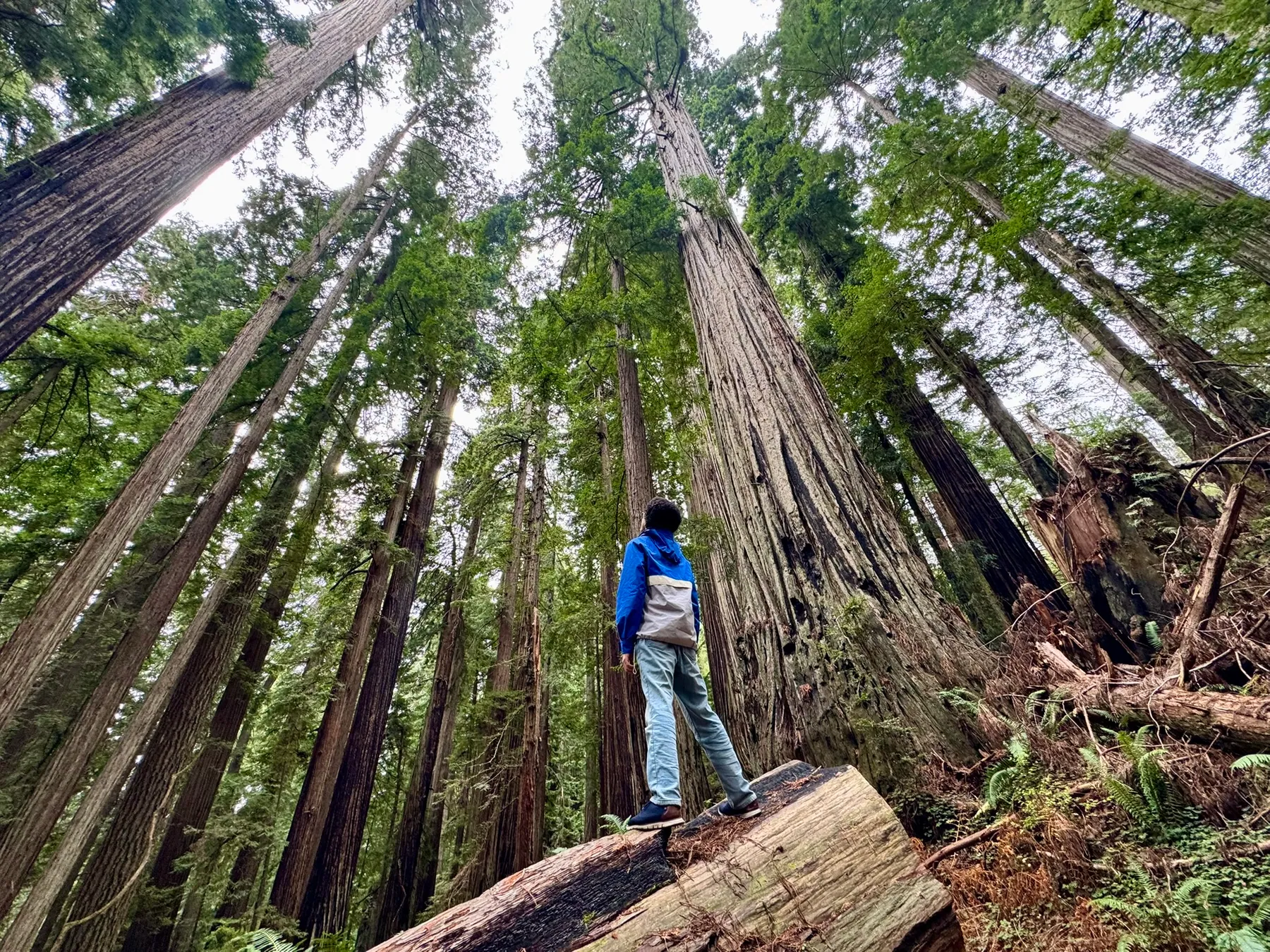 Redwoods — photograph 3