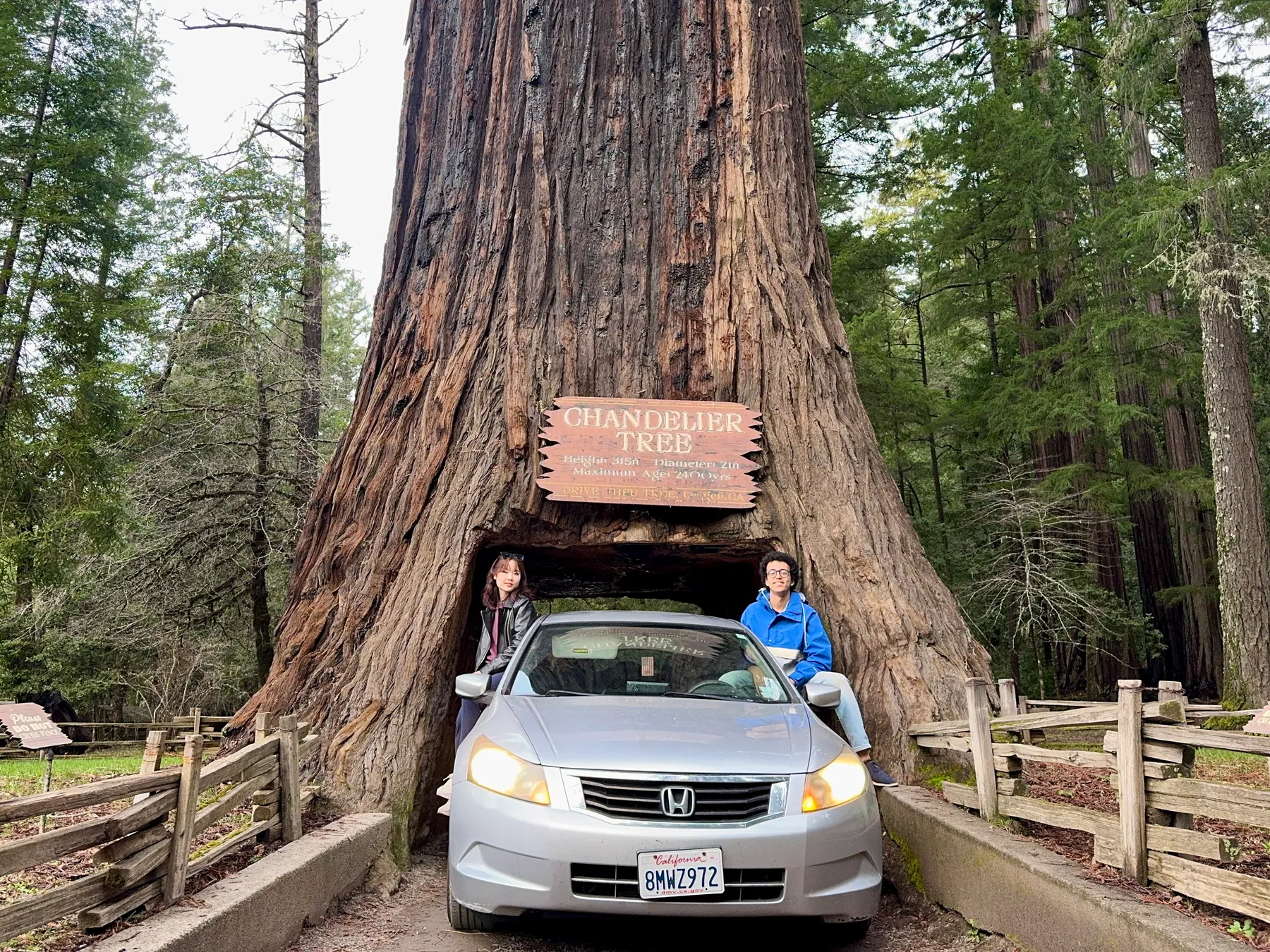 Redwoods — photograph 5